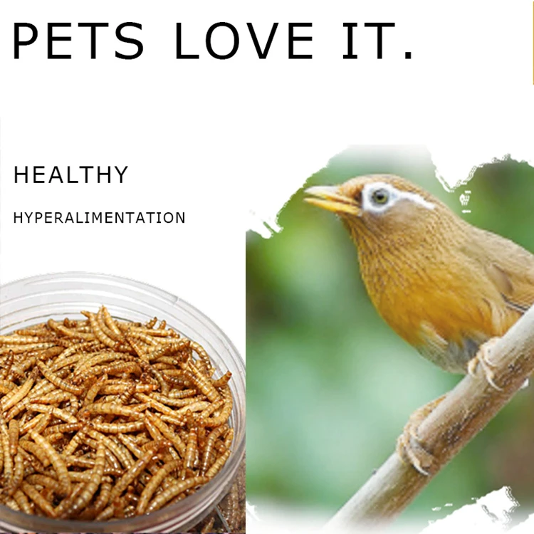 Are Dried Mealworms Good For Birds
