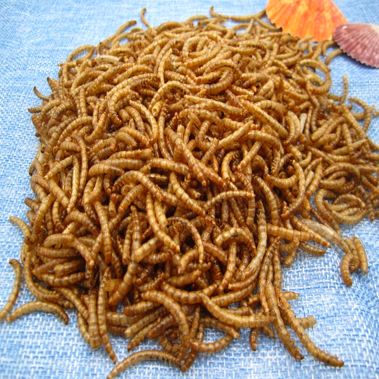 High Protein Mealworms Bird Food Mealworm Feed Pet Animals Food - Green ...