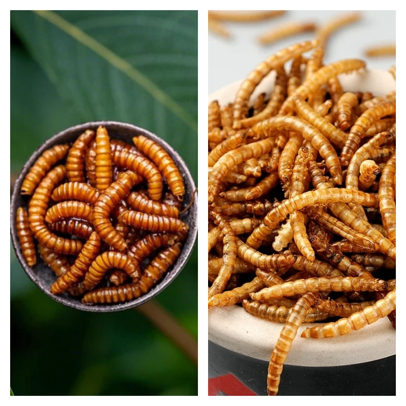 Dried-vs-Live-Mealworms-for-Bluebirds.webp