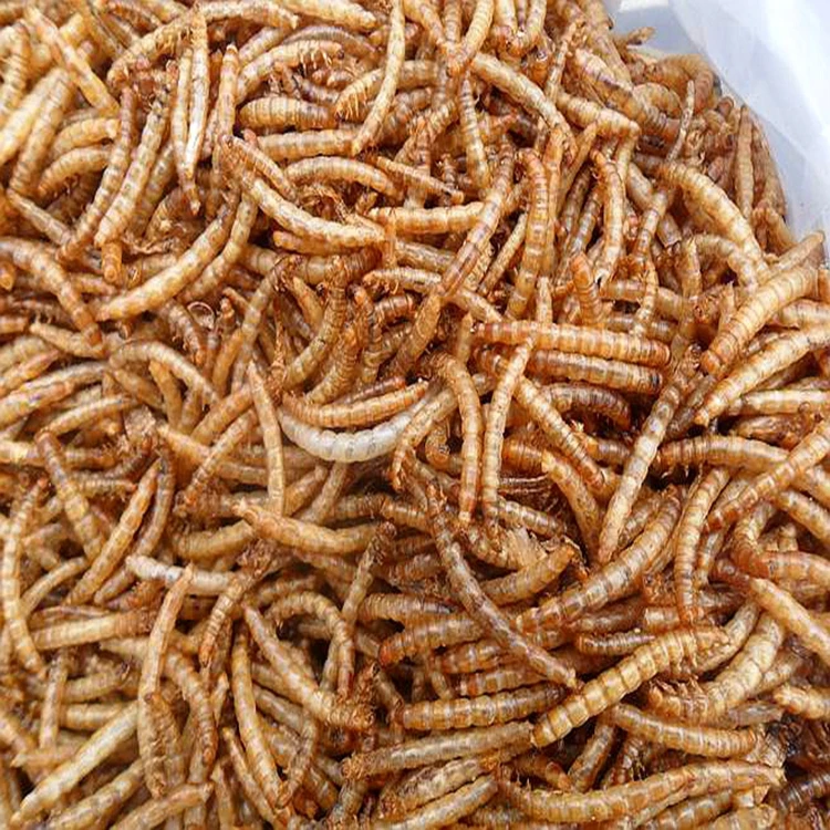 What Birds Eat Dried Mealworms